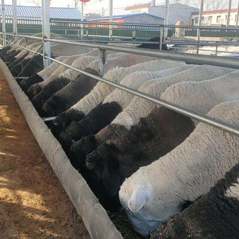 小尾寒羊种羊小尾寒羊养殖场头胎二怀孕羊活体小羊苗价格