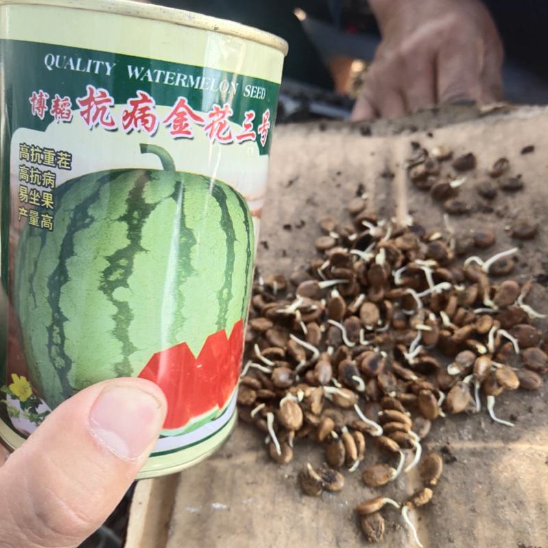改良金花三西瓜种子~更抗病耐重茬果肉大红亩产6000公斤