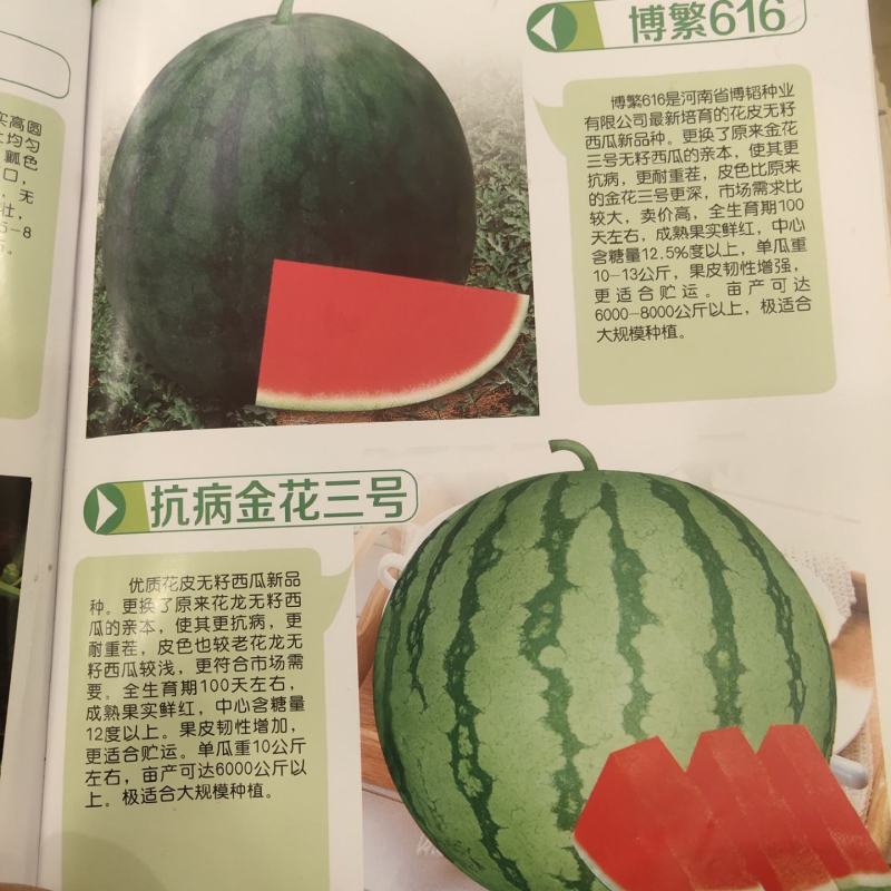 改良金花三西瓜种子~更抗病耐重茬果肉大红亩产6000公斤
