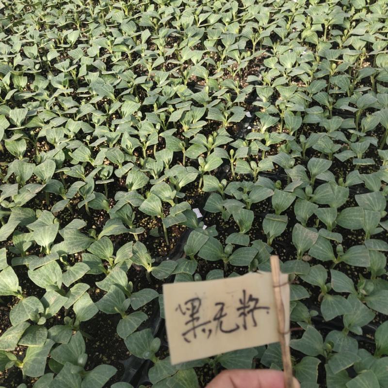 改良金花三西瓜种子~更抗病耐重茬果肉大红亩产6000公斤