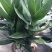 观音竹盆景招财室内旺宅抗辐射四季常绿（基地直供常年可供）