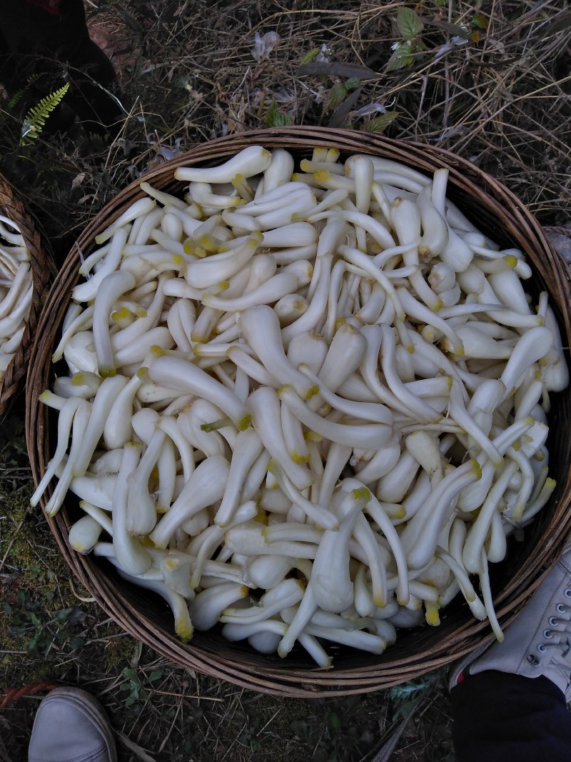 藠头