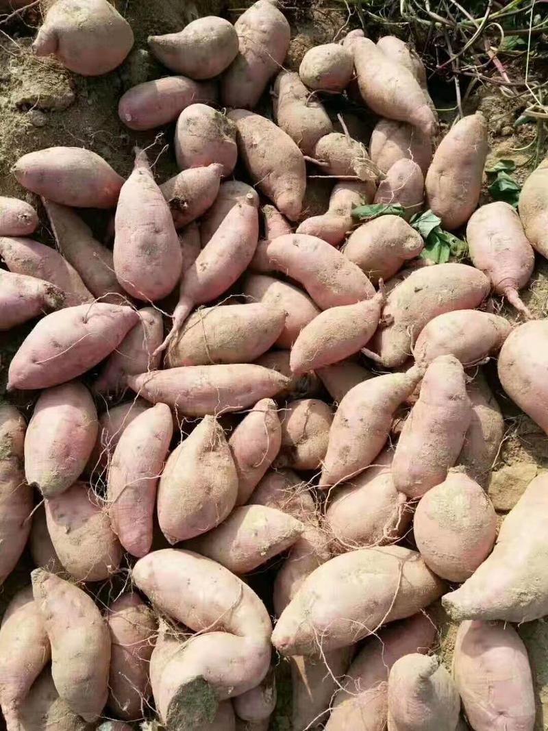 山东红薯大量供应，西瓜红，（红香蕉）品种齐全，