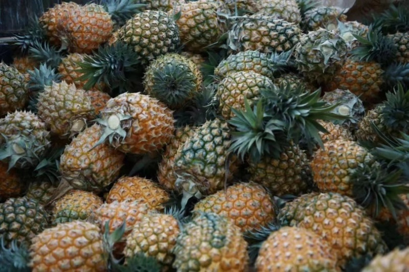 菠萝大量有货，产地直销，对接电商供应链，欢迎采购