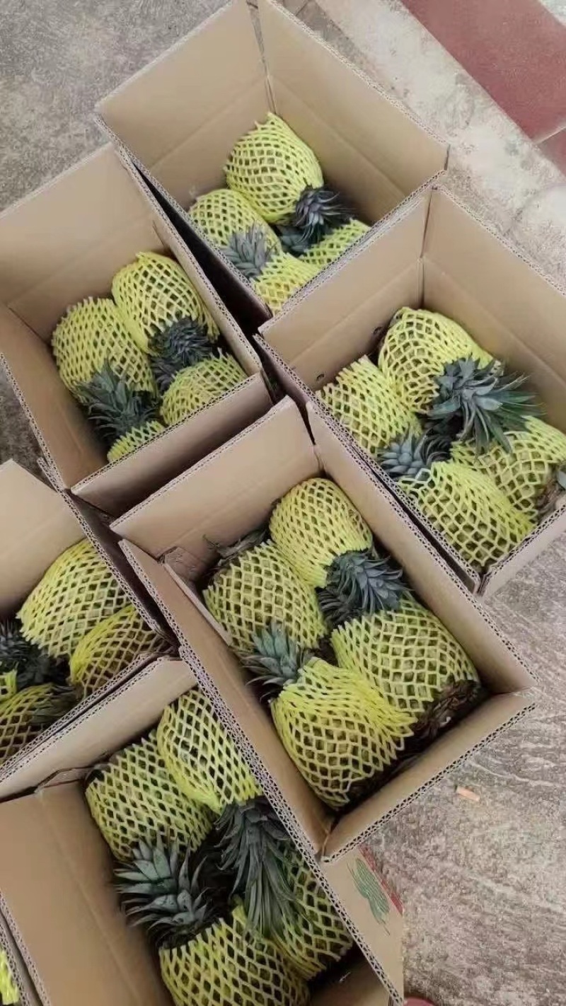 菠萝大量有货，产地直销，对接电商供应链，欢迎采购