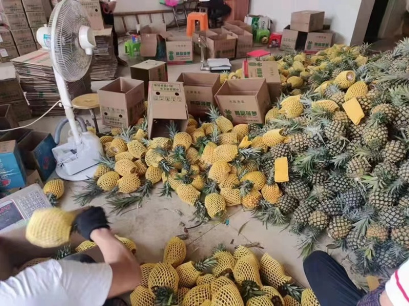 菠萝大量有货，产地直销，对接电商供应链，欢迎采购