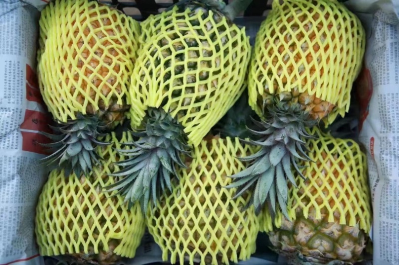 菠萝大量有货，产地直销，对接电商供应链，欢迎采购
