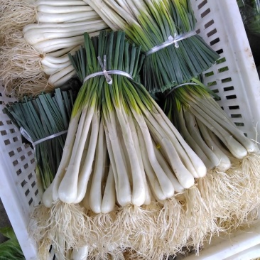 藠头