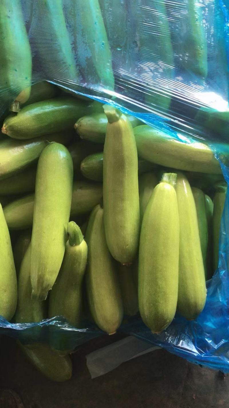 近期西葫大量上市。精品西湖。电商专用西湖。质量很好。