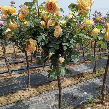 欧月树状月季：花朵高贵典雅，花色丰富，花香馥郁，庭院佳品