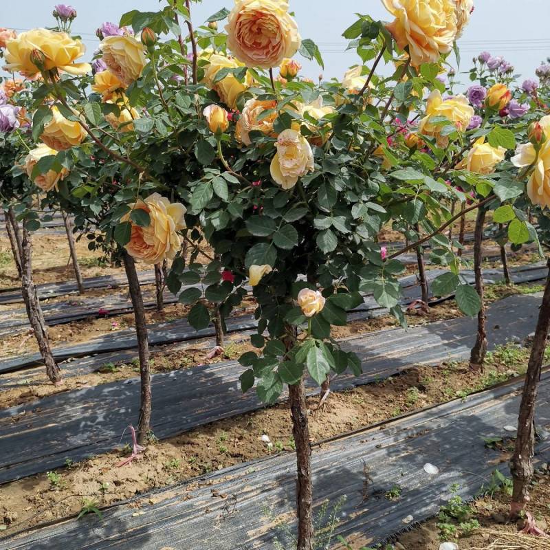 欧月树状月季：花朵高贵典雅，花色丰富，花香馥郁，庭院佳品