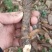 金雀花苗，根(锦鸡儿，阳雀花)纯野生！具体要求请联系洽谈