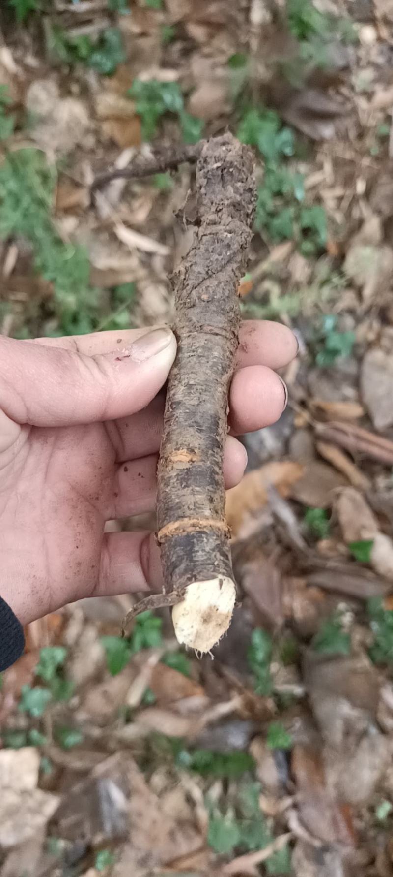 金雀花苗，根(锦鸡儿，阳雀花)纯野生！具体要求请联系洽谈