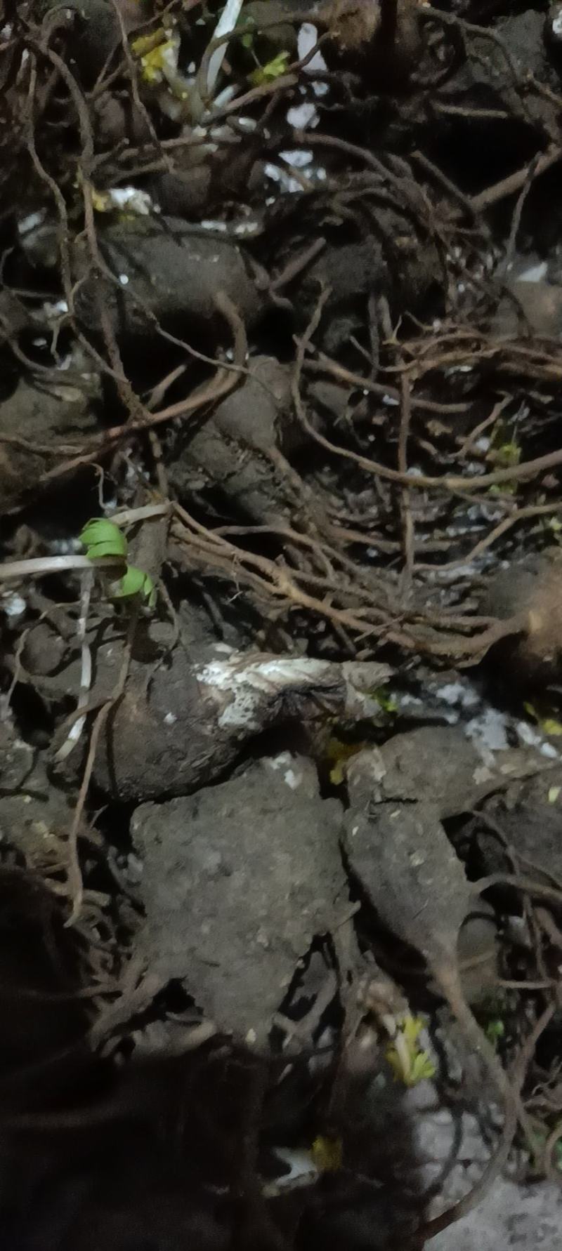 金雀花苗，根(锦鸡儿，阳雀花)纯野生！具体要求请联系洽谈