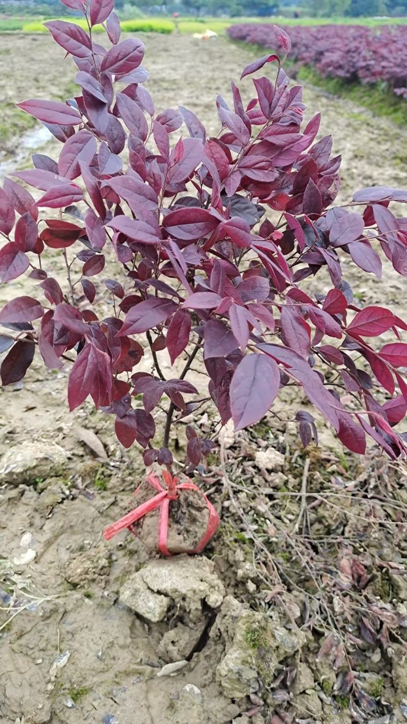 湖南红花继木小苗黑珍珠苗红继木大小杯苗红继木毛球，货源充足