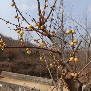 优质腊梅3—6公分（最后三百棵全部低价处理，价格可议）