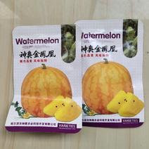 神奥金凤凰黄肉西瓜种子早熟品种瓤色晶黄风味大果型皮薄