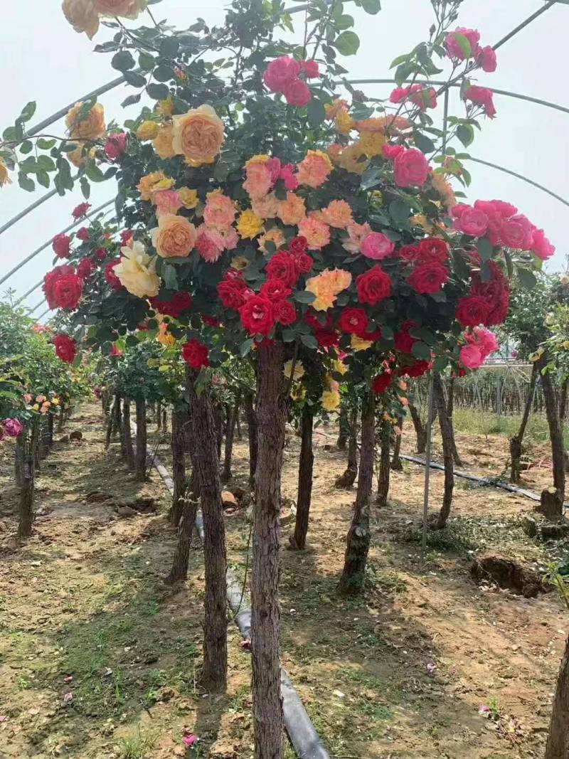 欧月树状月季：花朵高贵典雅，花色丰富，花香馥郁，庭院佳品