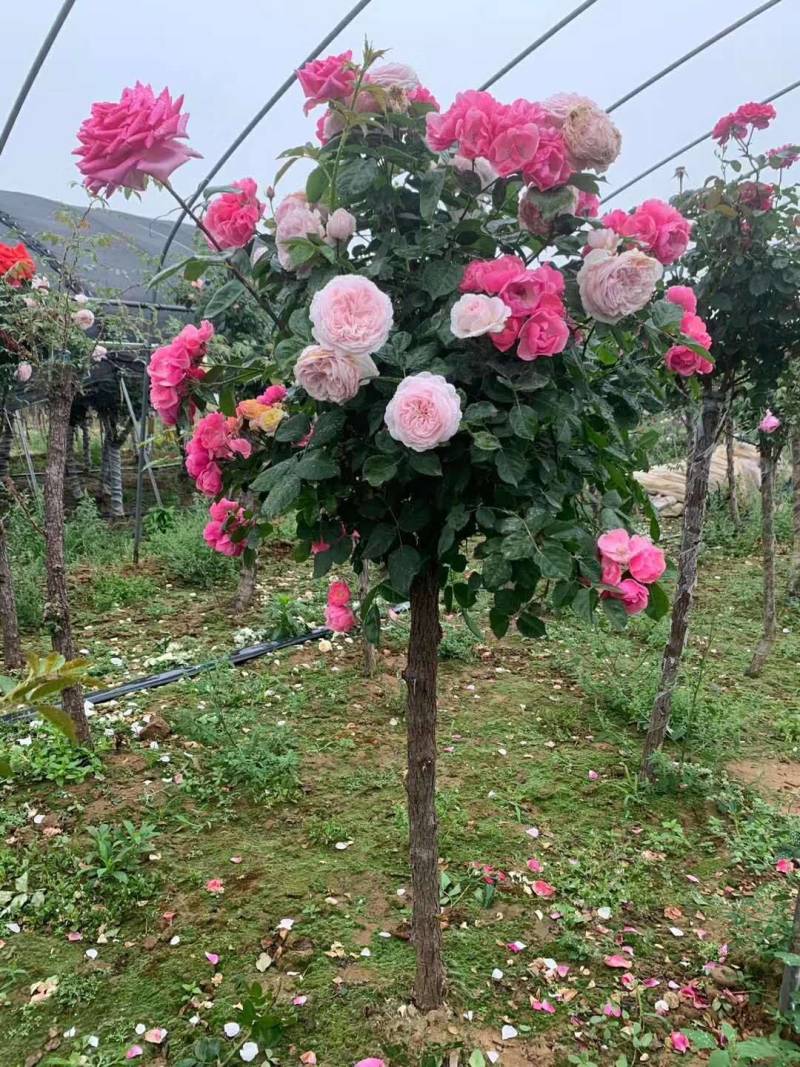 欧月树状月季：花朵高贵典雅，花色丰富，花香馥郁，庭院佳品