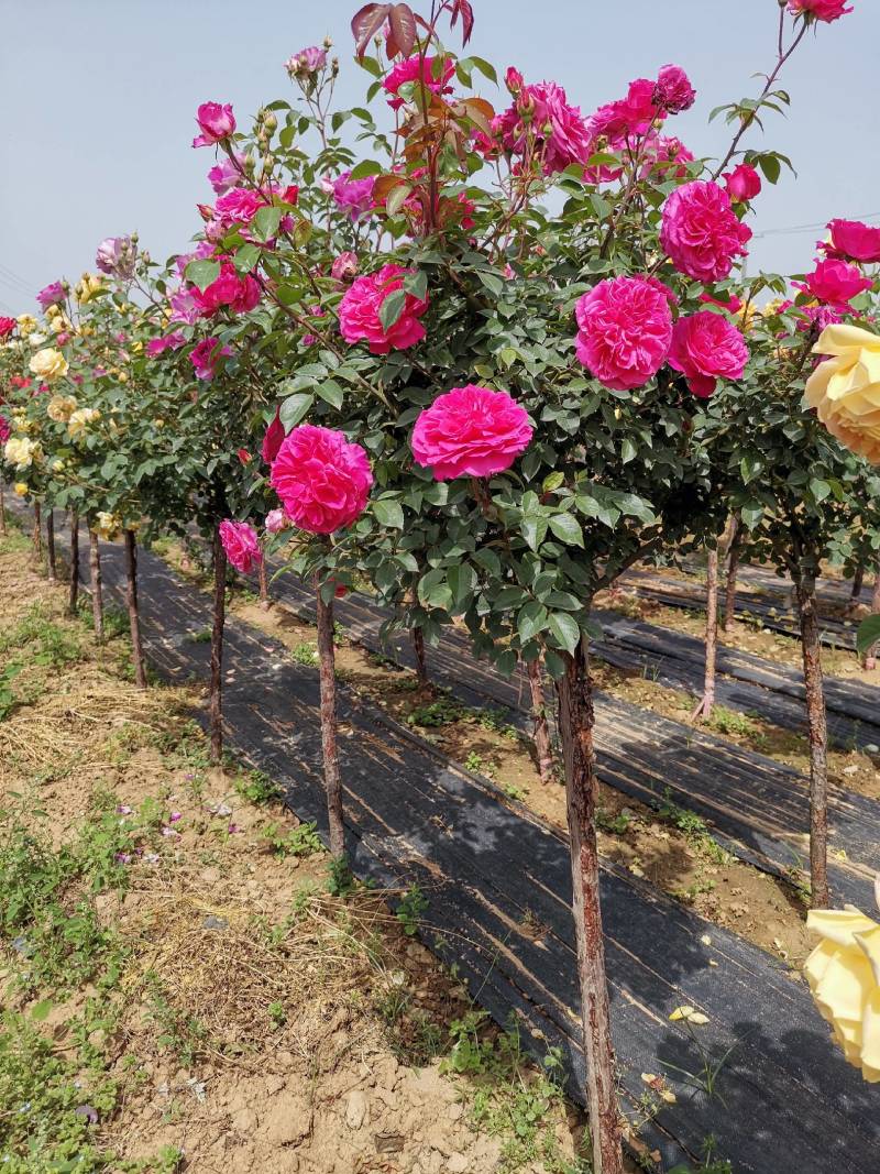 欧月树状月季：花朵高贵典雅，花色丰富，花香馥郁，庭院佳品