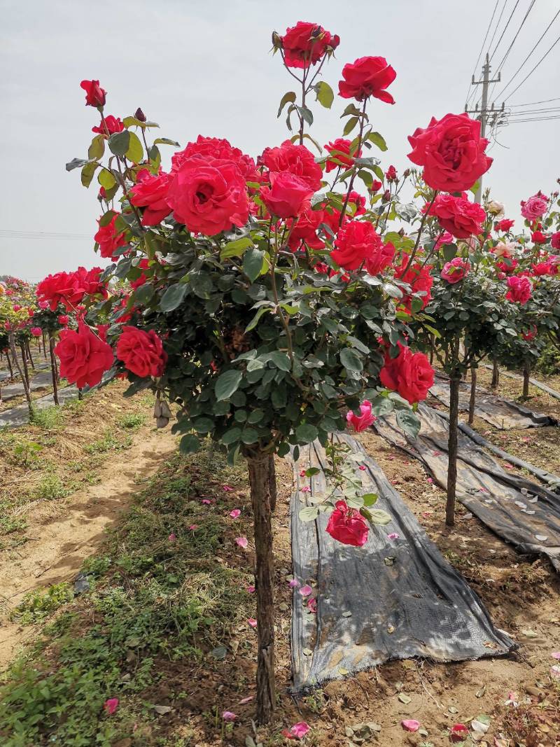 欧月树状月季：花朵高贵典雅，花色丰富，花香馥郁，庭院佳品