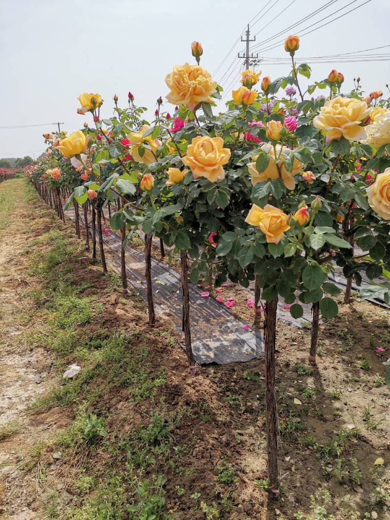 欧月树状月季：花朵高贵典雅，花色丰富，花香馥郁，庭院佳品