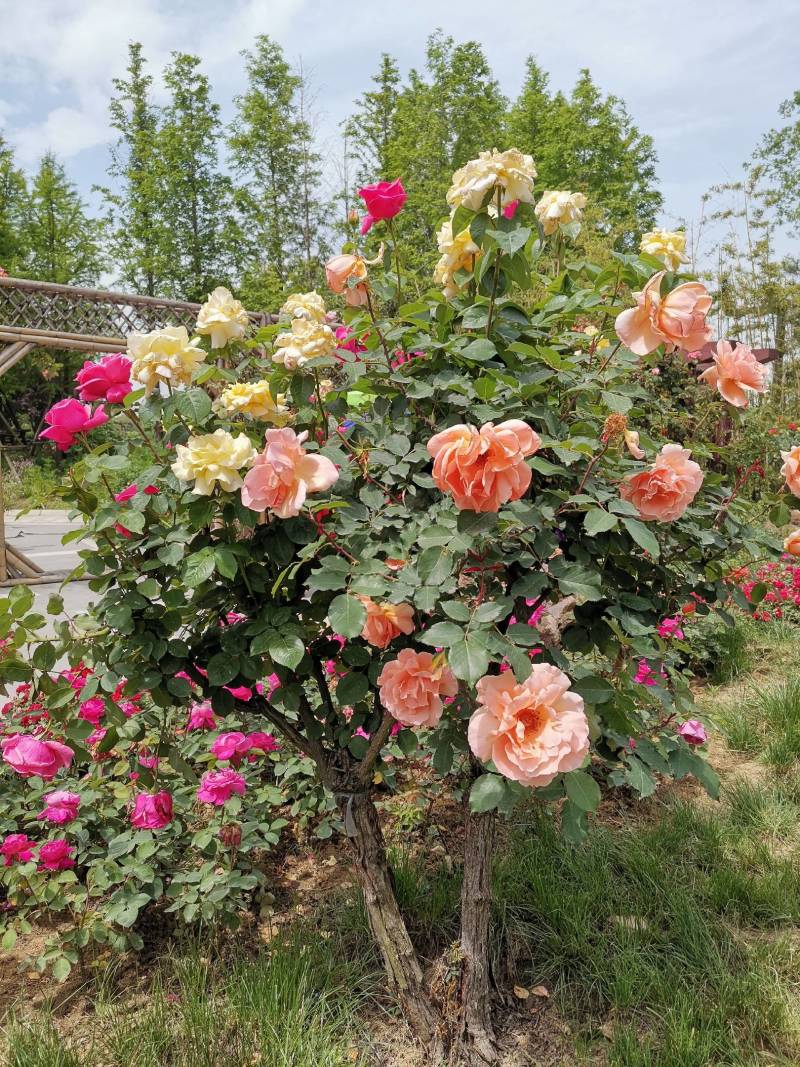 欧月树状月季：花朵高贵典雅，花色丰富，花香馥郁，庭院佳品