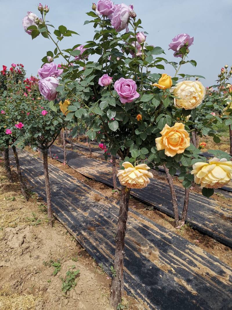 欧月树状月季：花朵高贵典雅，花色丰富，花香馥郁，庭院佳品