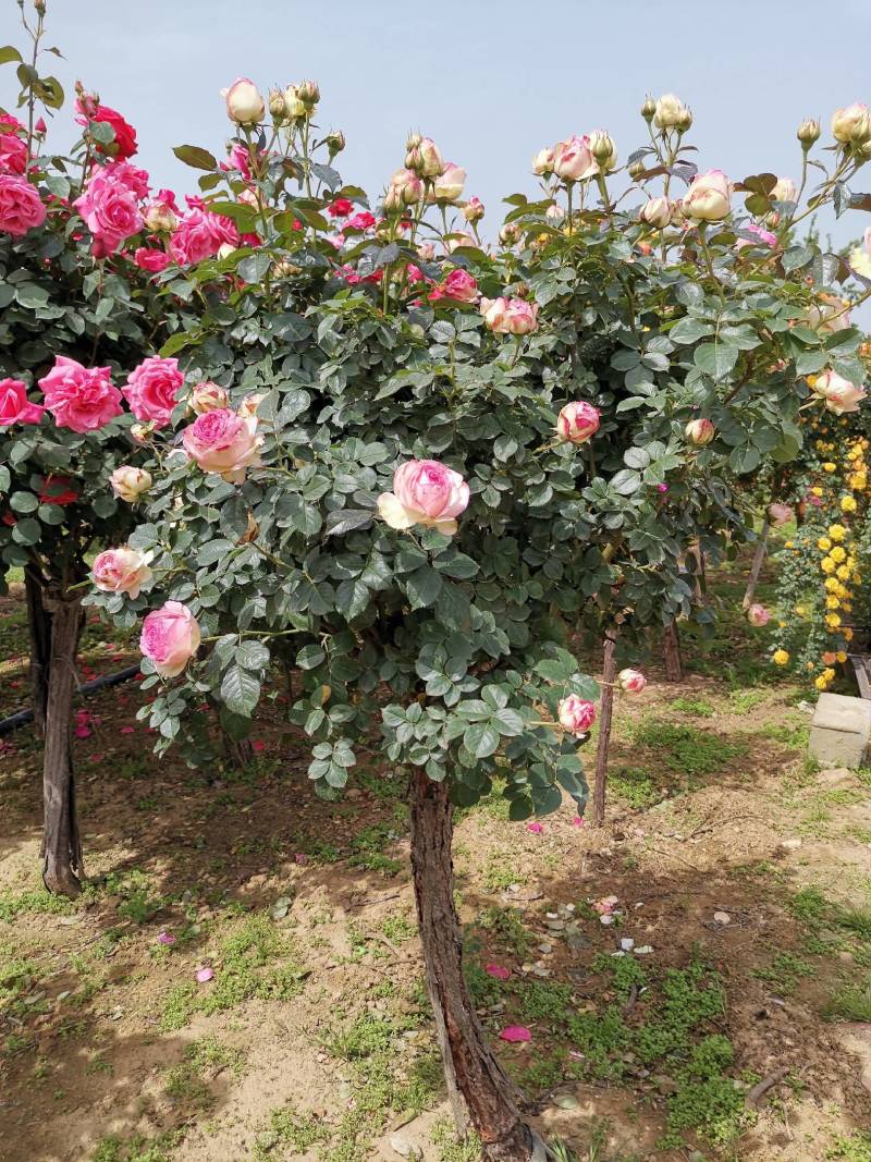 欧月树状月季：花朵高贵典雅，花色丰富，花香馥郁，庭院佳品