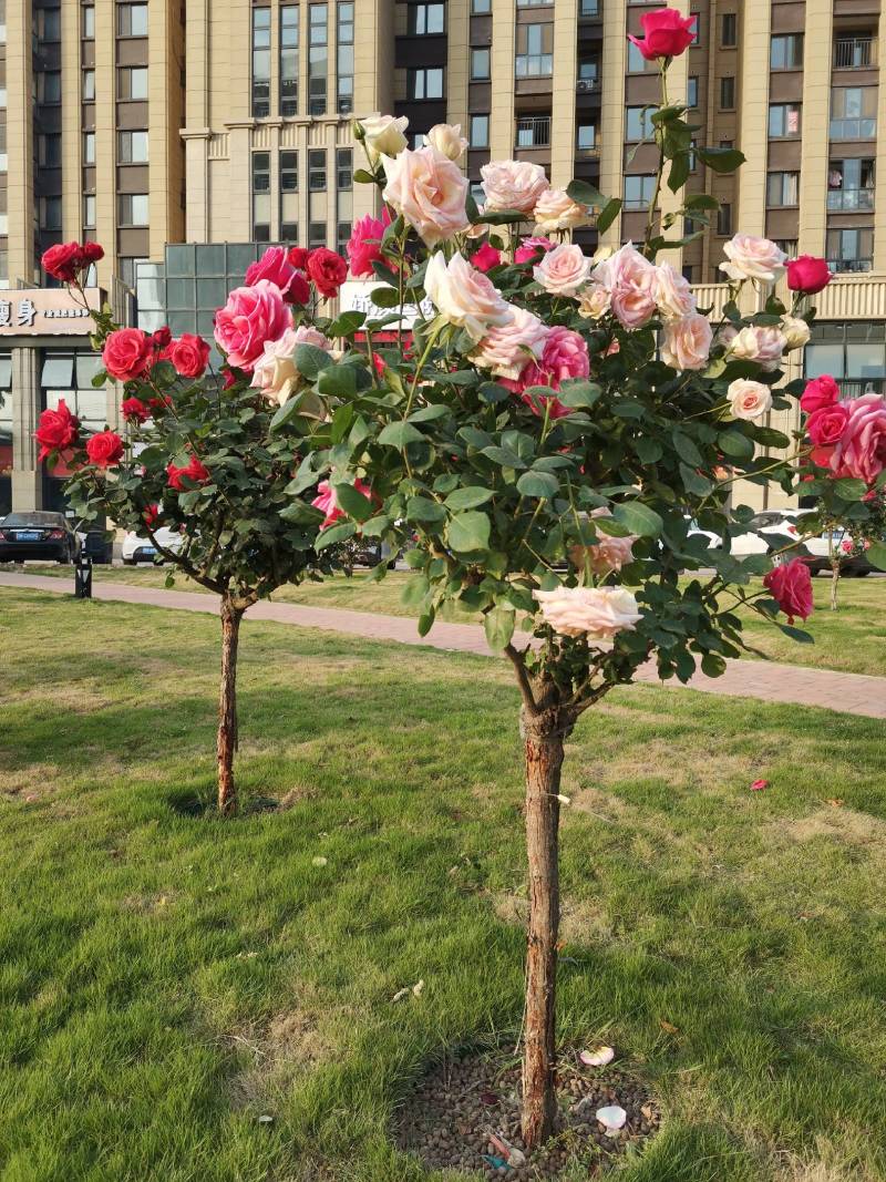 欧月树状月季：花朵高贵典雅，花色丰富，花香馥郁，庭院佳品