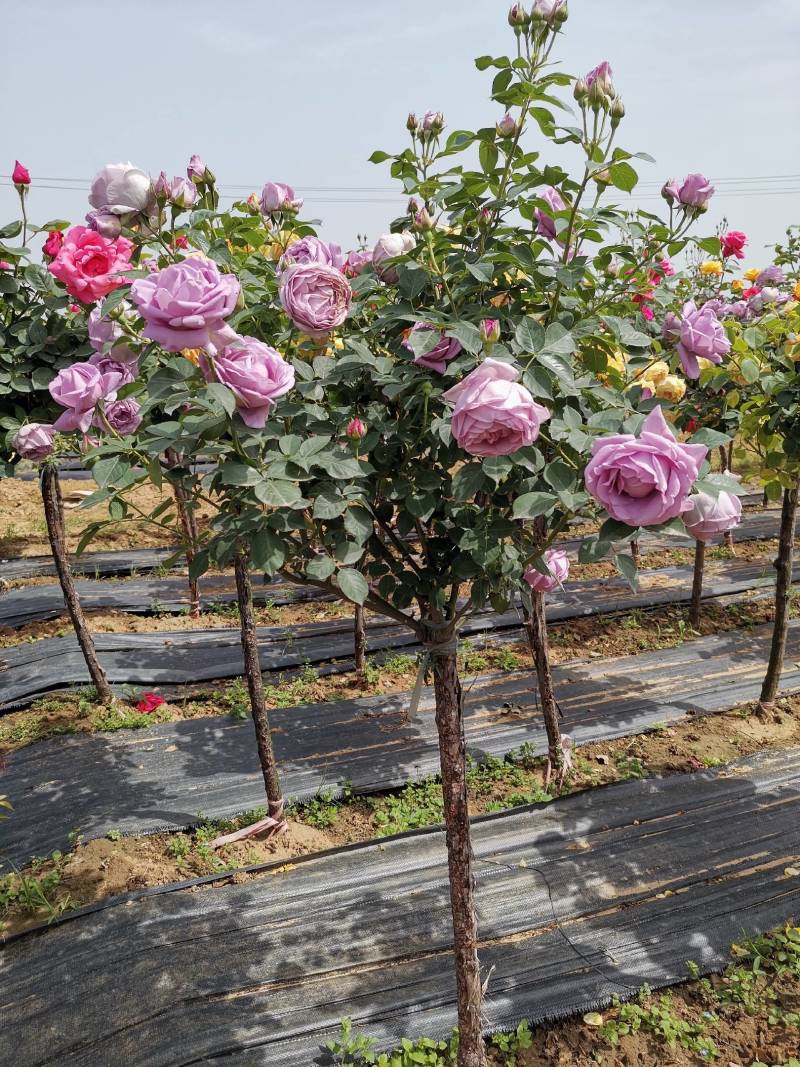 欧月树状月季：花朵高贵典雅，花色丰富，花香馥郁，庭院佳品