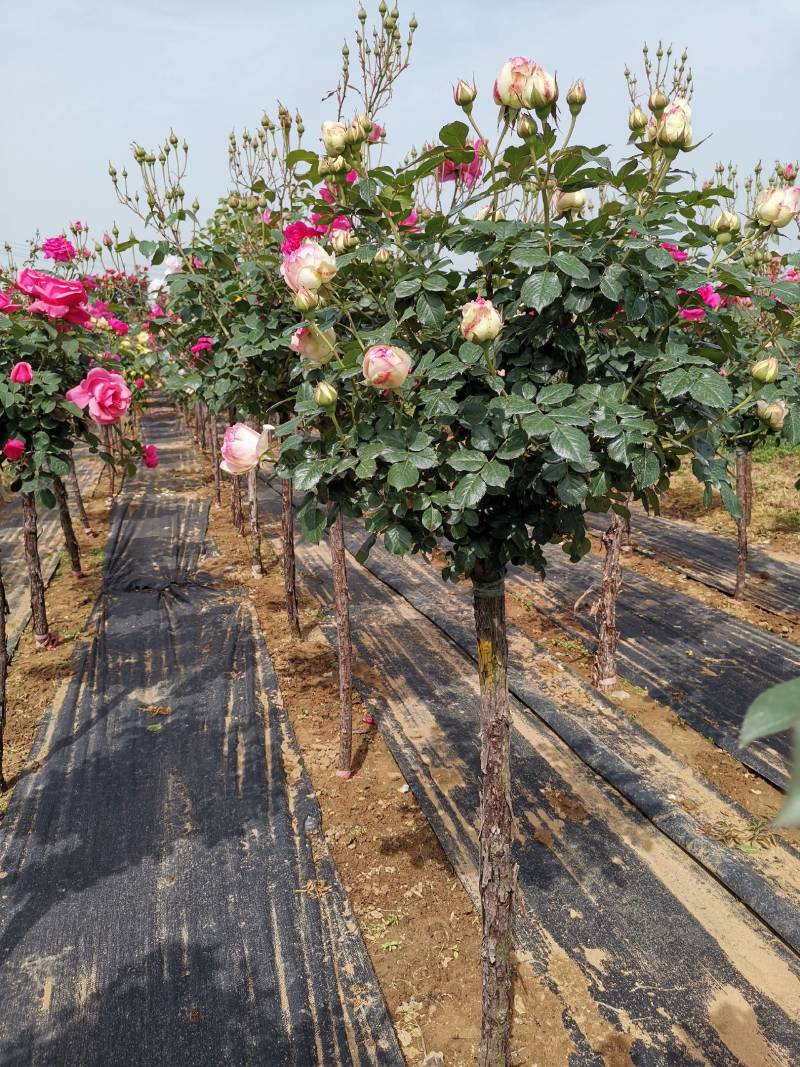 欧月树状月季：花朵高贵典雅，花色丰富，花香馥郁，庭院佳品