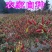 贵州满天星遵义老干妈辣椒小米辣特辣朝天椒红干海椒魔鬼辣椒