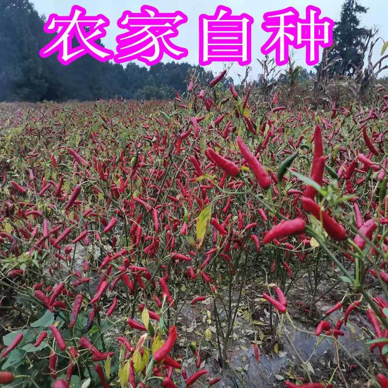贵州满天星遵义老干妈辣椒小米辣特辣朝天椒红干海椒魔鬼辣椒
