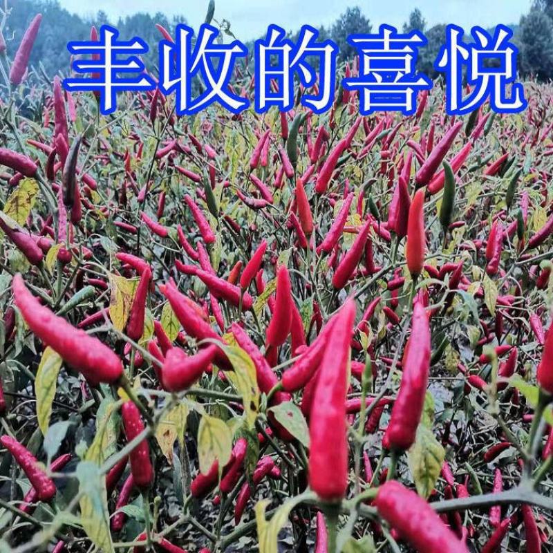 贵州满天星遵义老干妈辣椒小米辣特辣朝天椒红干海椒魔鬼辣椒