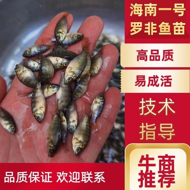 【海南一号】单性罗非鱼，产地直销，品质优良，欢迎前来选购
