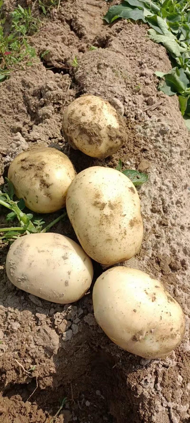云南丽薯六号新土豆大量上市产地直发，现挖现发，量大从优