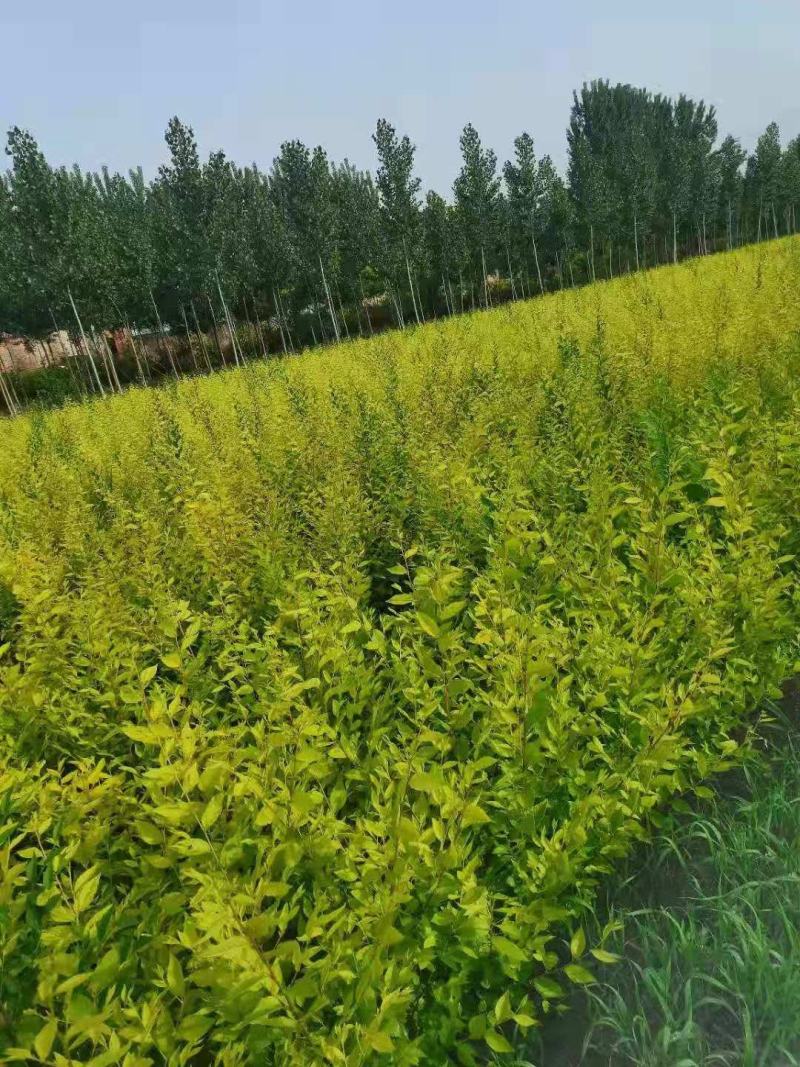 金叶榆杯苗小苗地接籽播工程用绿篱营养杯盆装裸根嫁接扦插