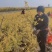金叶榆杯苗小苗地接籽播工程用绿篱营养杯盆装裸根嫁接扦插