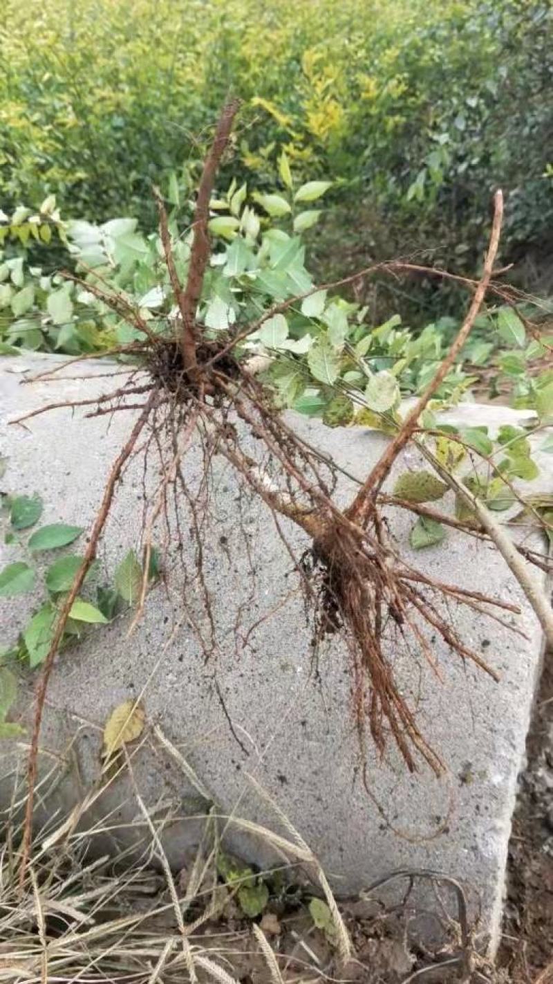 金叶榆杯苗小苗地接籽播工程用绿篱营养杯盆装裸根嫁接扦插