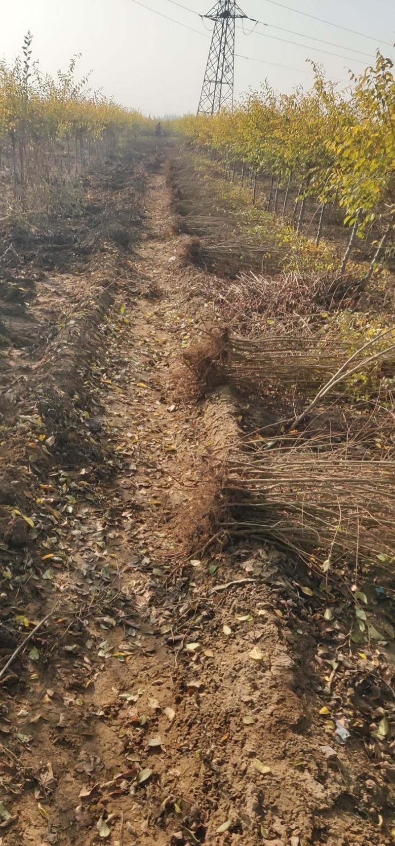 金叶榆杯苗小苗地接籽播工程用绿篱营养杯盆装裸根嫁接扦插