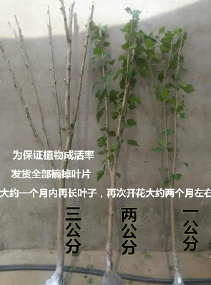 粉色木槿花树苗重瓣食用粉花木槿苗别墅庭院阳台盆栽地栽