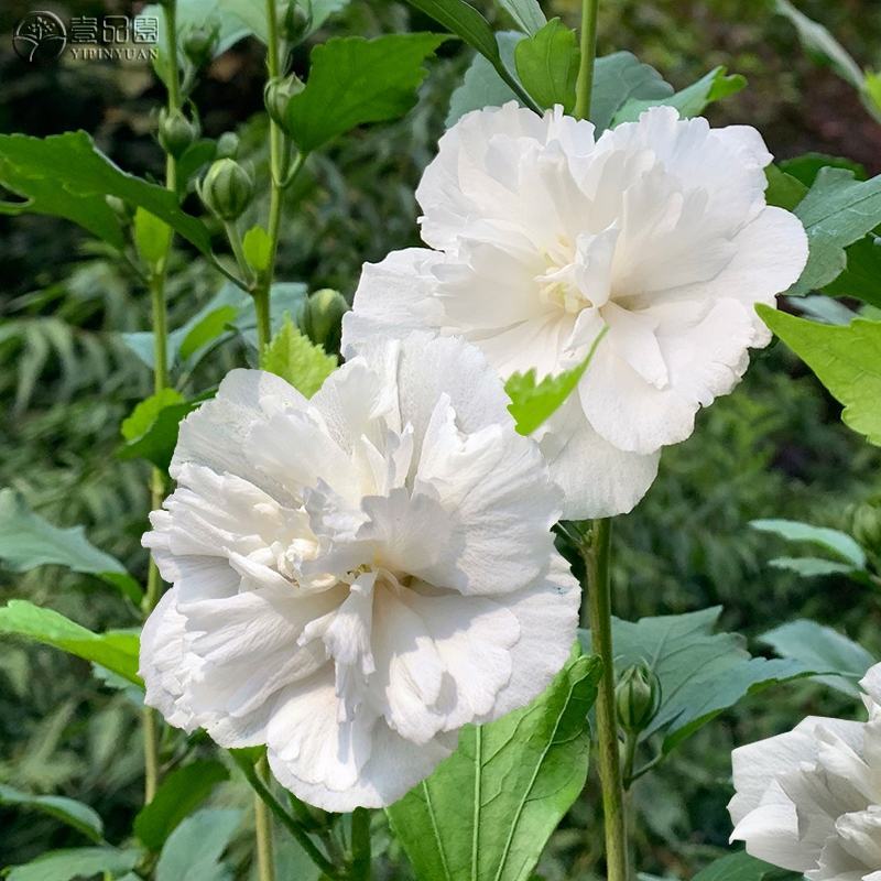 粉色木槿花树苗重瓣食用粉花木槿苗别墅庭院阳台盆栽地栽