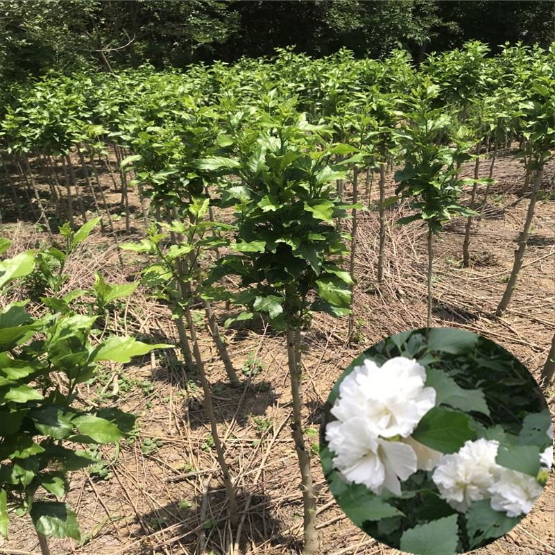 粉色木槿花树苗重瓣食用粉花木槿苗别墅庭院阳台盆栽地栽