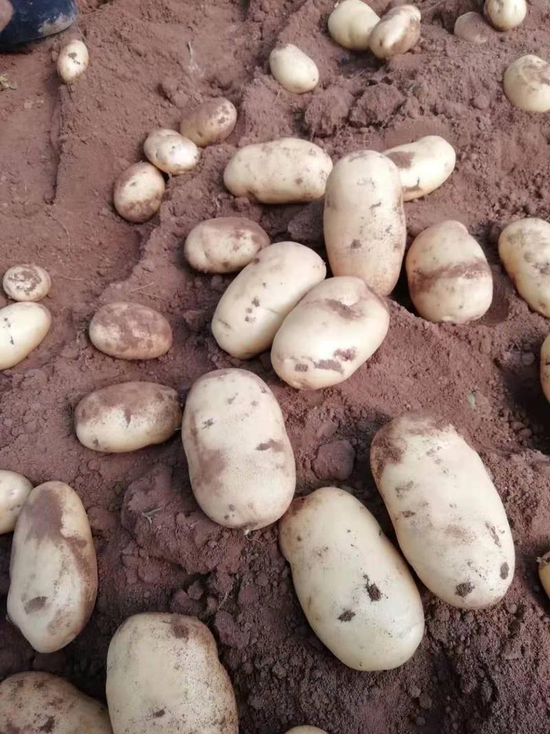 脱毒土豆子原种，沃土5号，荷兰十五，芽眼浅卖价高