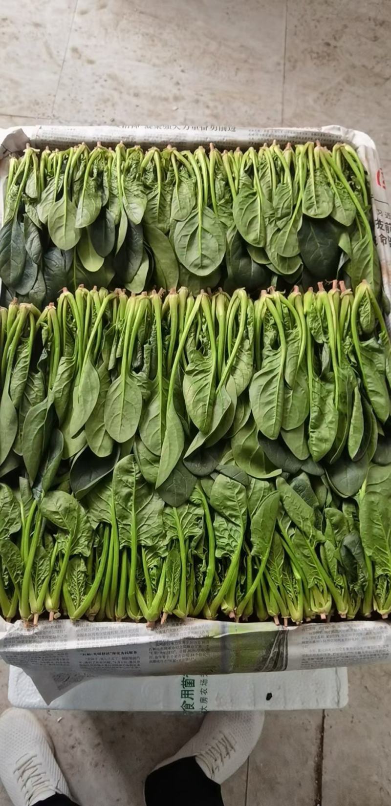 优质小圆叶菠菜，万亩基地直供，质优价廉，做工精细，