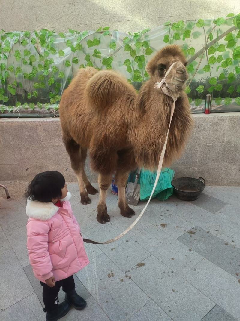 出售梅花鹿羊驼矮马骆驼景区观赏商场租赁等特种养殖动物