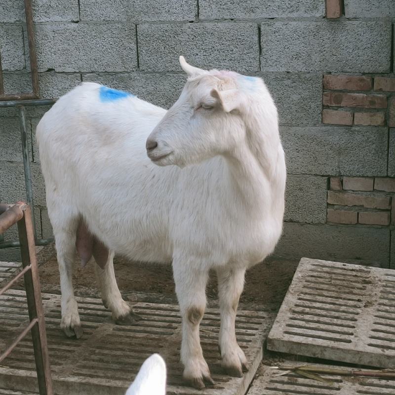出售梅花鹿羊驼矮马骆驼景区观赏商场租赁等特种养殖动物
