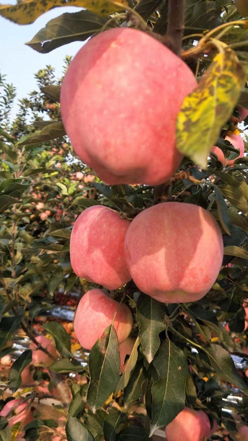 红富士苹果价格美丽货源充足脆甜可口颜色鲜明