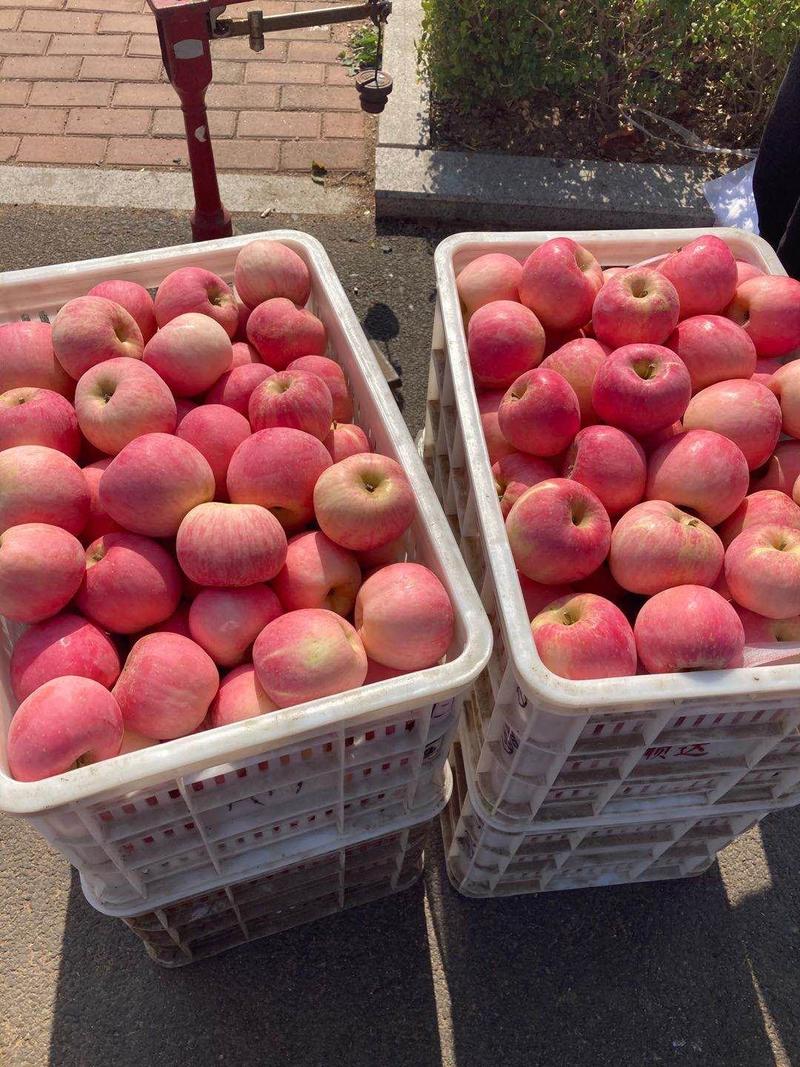 红富士苹果价格美丽货源充足脆甜可口颜色鲜明
